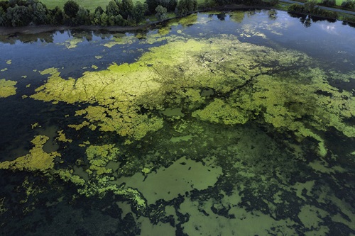 Scientists filter out opportunity to combat algal blooms with sewage waste