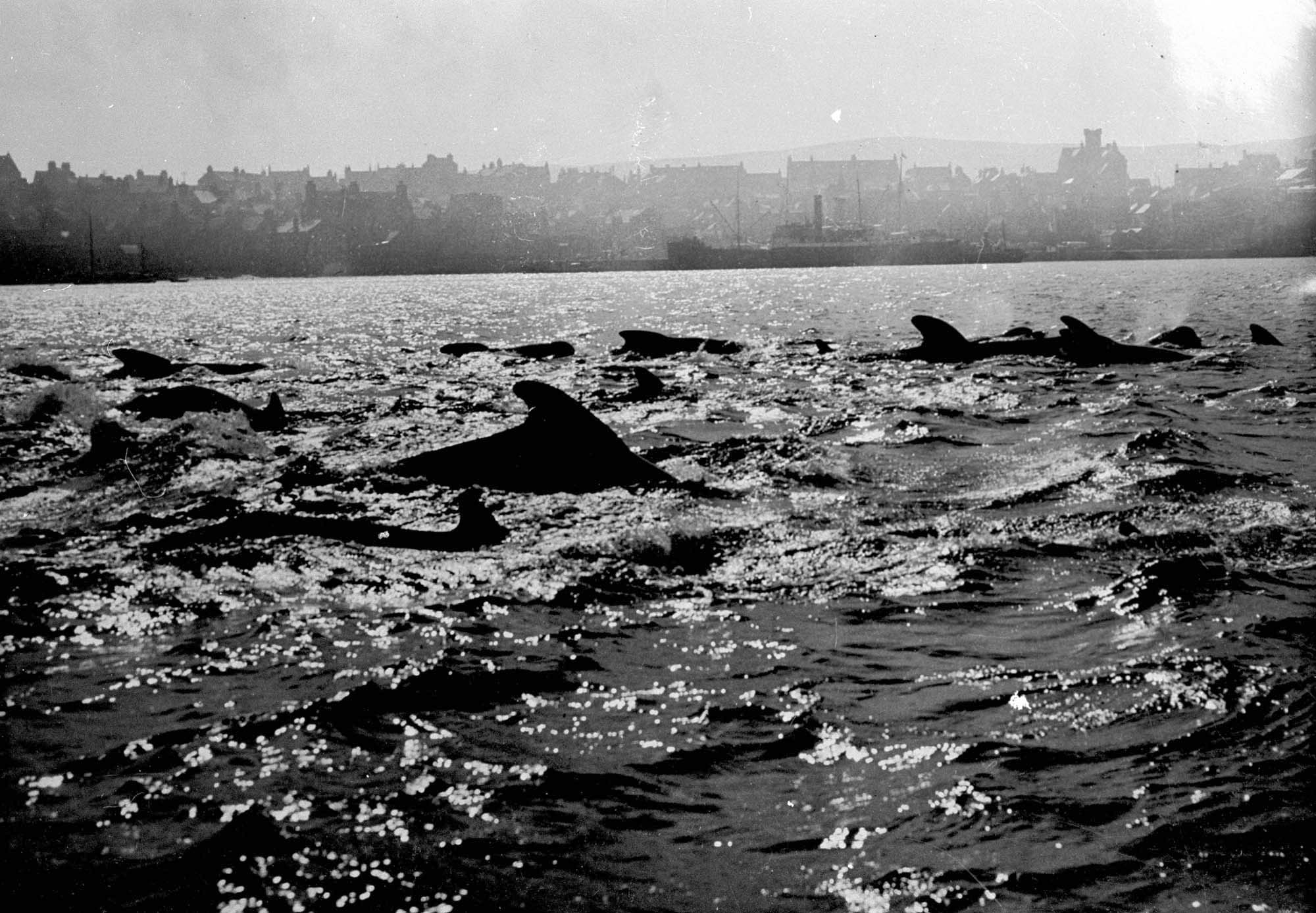 New project seeks locals to share memories of marine mammals around Shetland