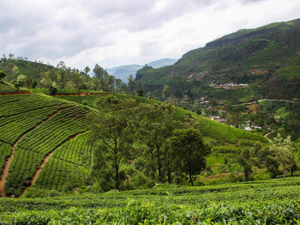 Tea plantation Tea plantation