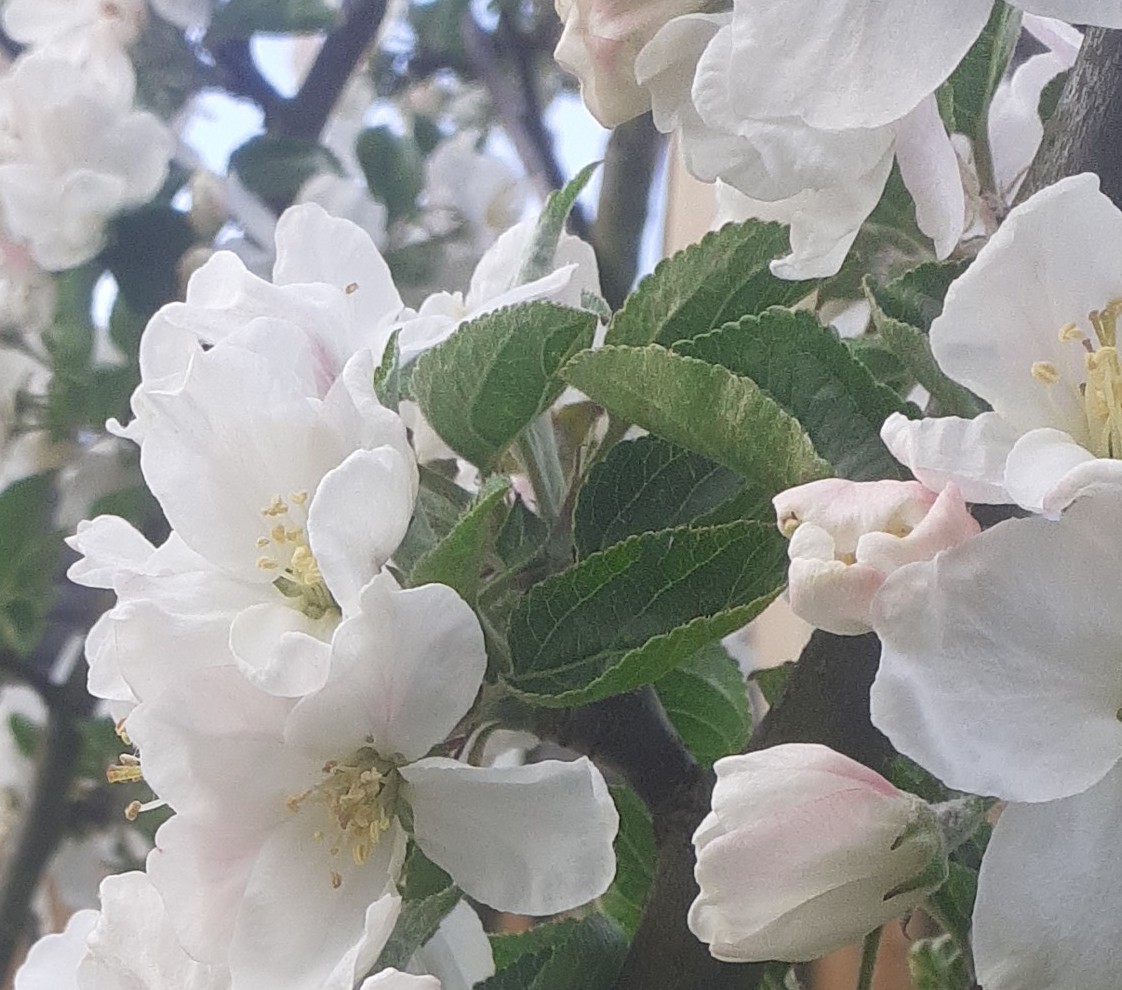 Close-up of white apple tree blossoms