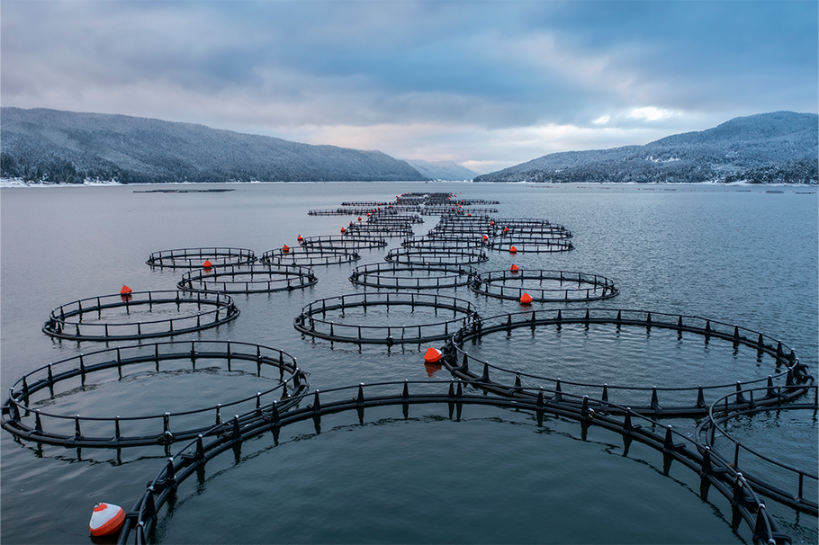 Group of Salmon Cages