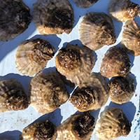 Juvenile European Flat Oysters