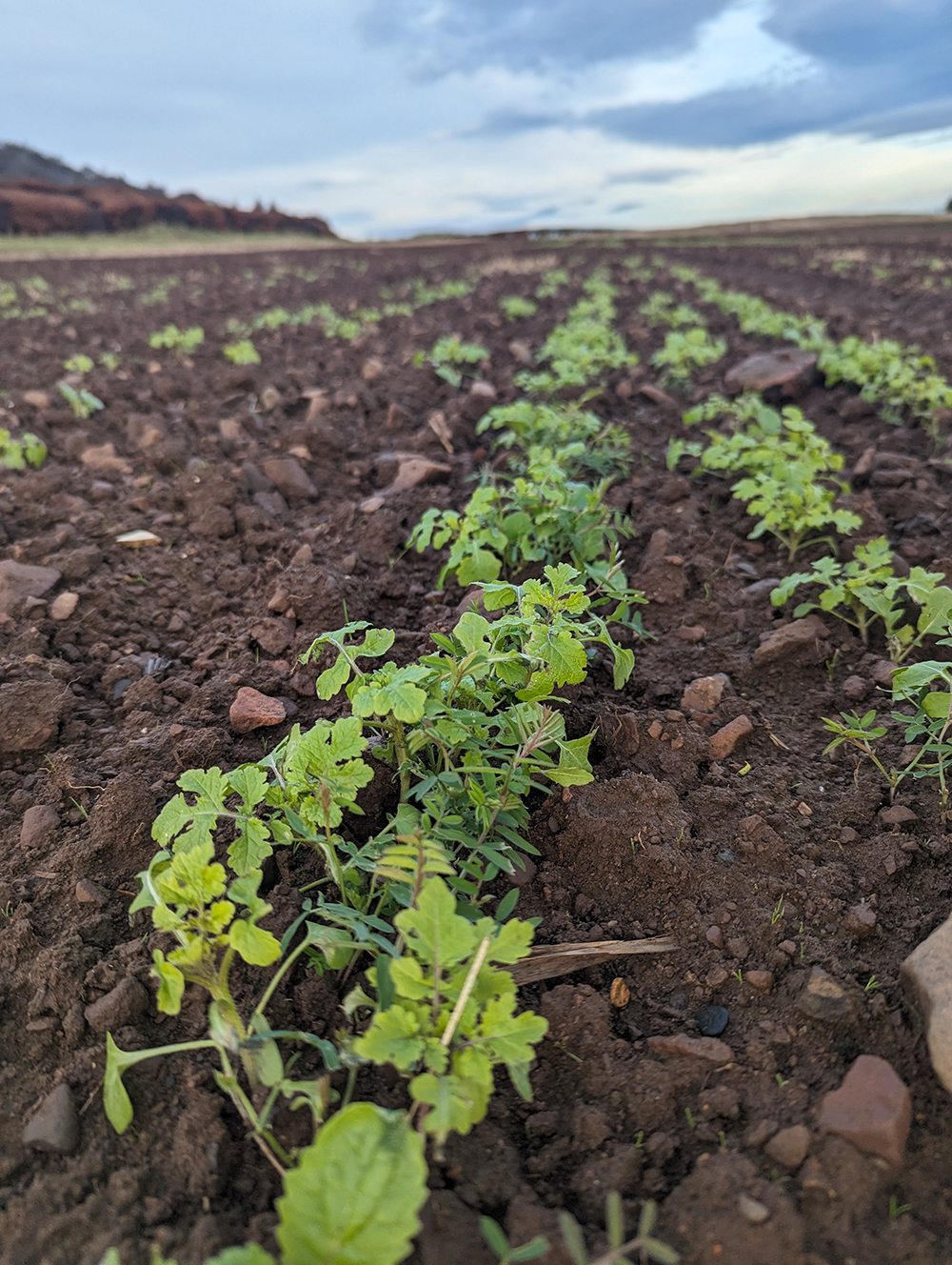 Cover crops growing in a field Cover crops growing in a field