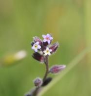 Small flower