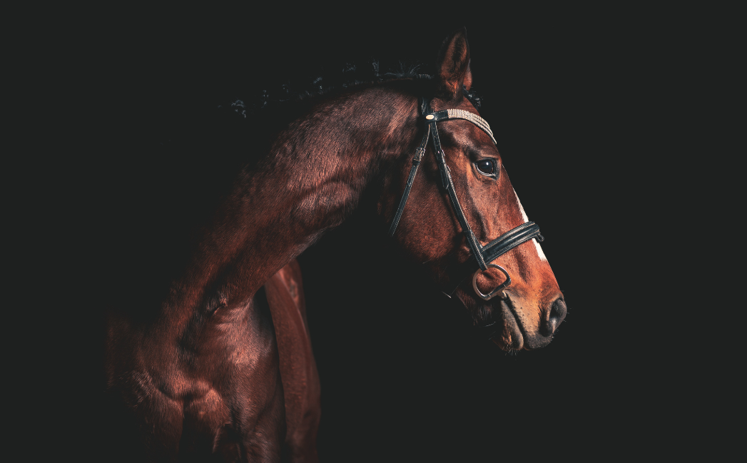 Horse with a black background